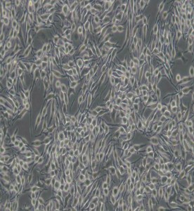 RBL-2H3大鼠嗜堿性細胞白血病細胞主圖