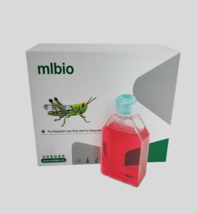 MTEC1小鼠胸腺上皮細(xì)胞主圖