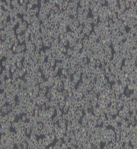 Ana-1小鼠巨噬細胞主圖