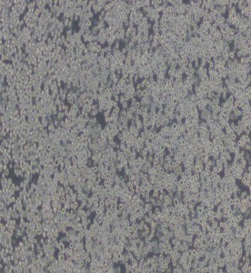 P3X63Ag8.653小鼠骨髓瘤細胞主圖