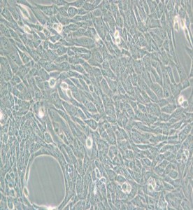 HT22小鼠海馬神經元細胞主圖