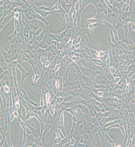 GC-1 spg 小鼠精原細(xì)胞主圖