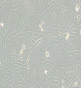 MA-104非洲綠猴胚胎腎細(xì)胞主圖