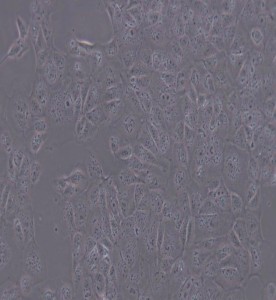 MDCK(NBL-2)犬腎細(xì)胞主圖