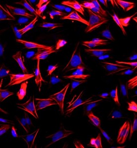 大鼠小腸平滑肌細(xì)胞主圖