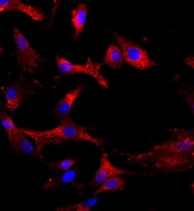 大鼠軟骨細胞主圖