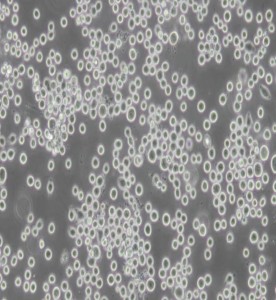 COLO 205人結(jié)腸癌細(xì)胞主圖