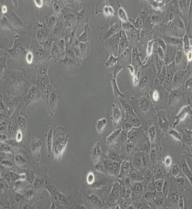 DU-145人前列腺癌細(xì)胞主圖