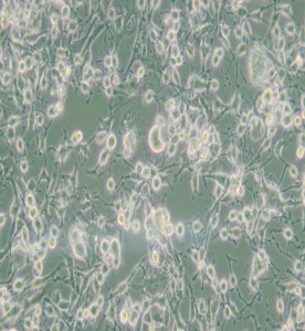 MDA-MB-436人乳腺癌細胞(L15)主圖