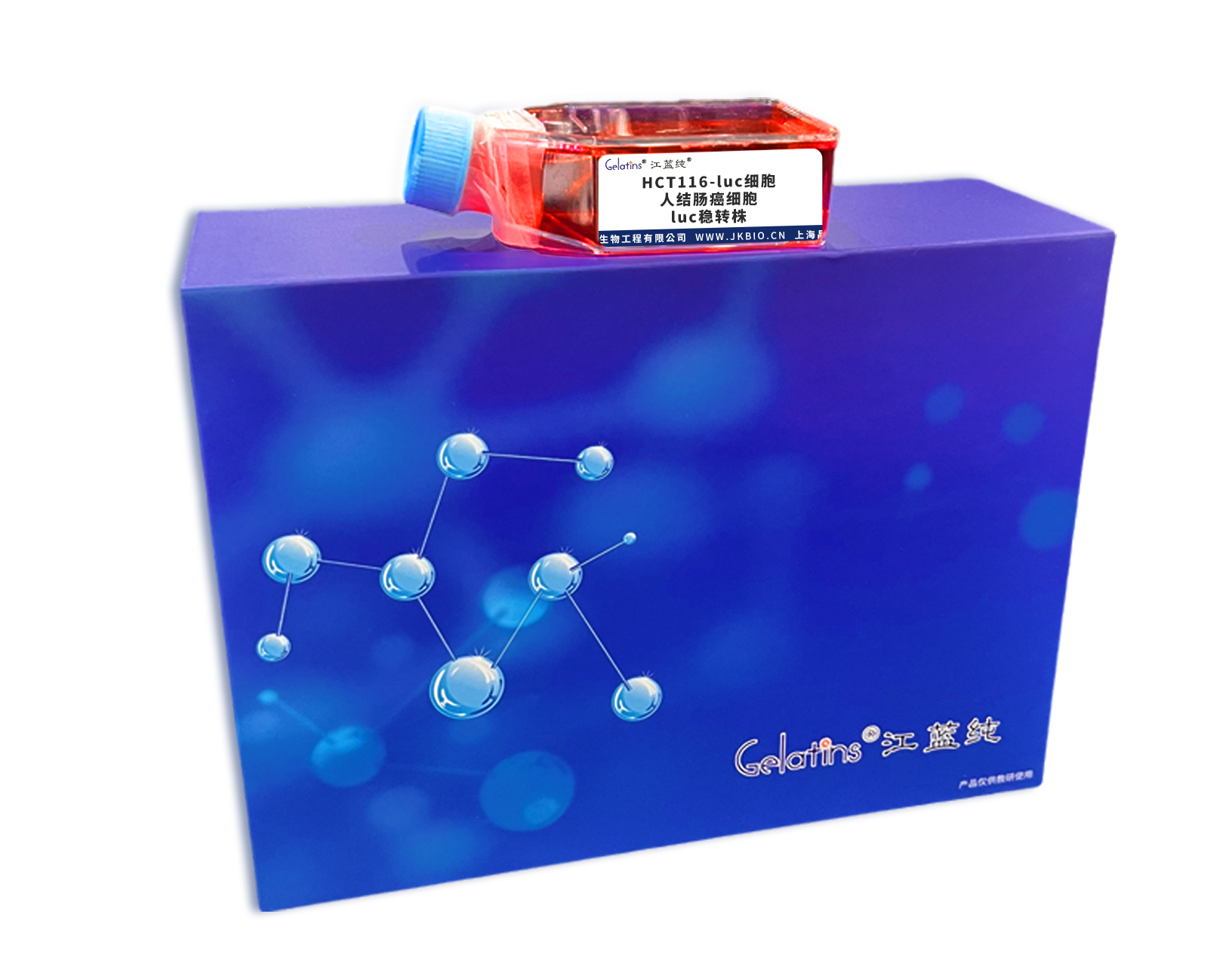 HCT116-luc細胞 ; 人結(jié)腸癌細胞luc穩(wěn)轉(zhuǎn)株主圖