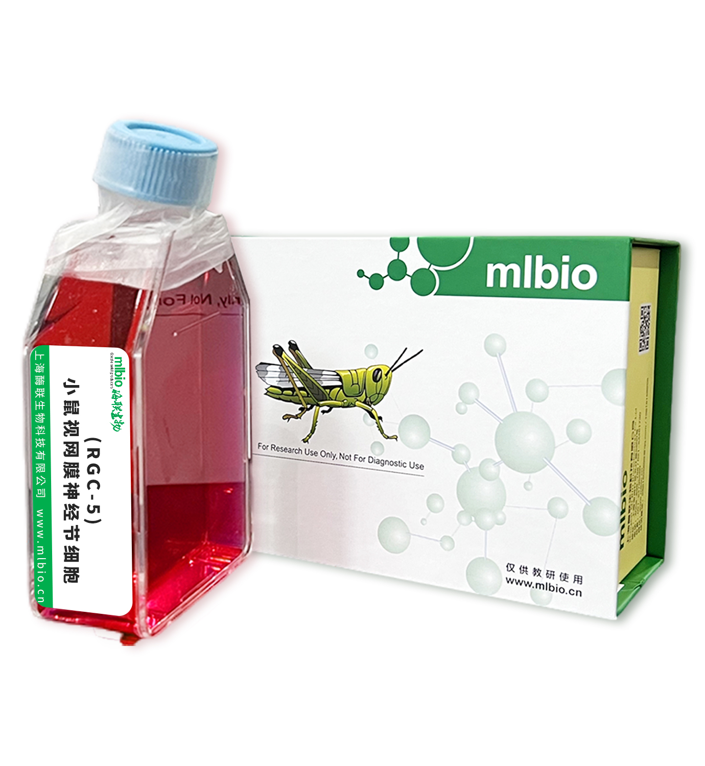 (RGC-5)小鼠視網膜神經節細胞主圖