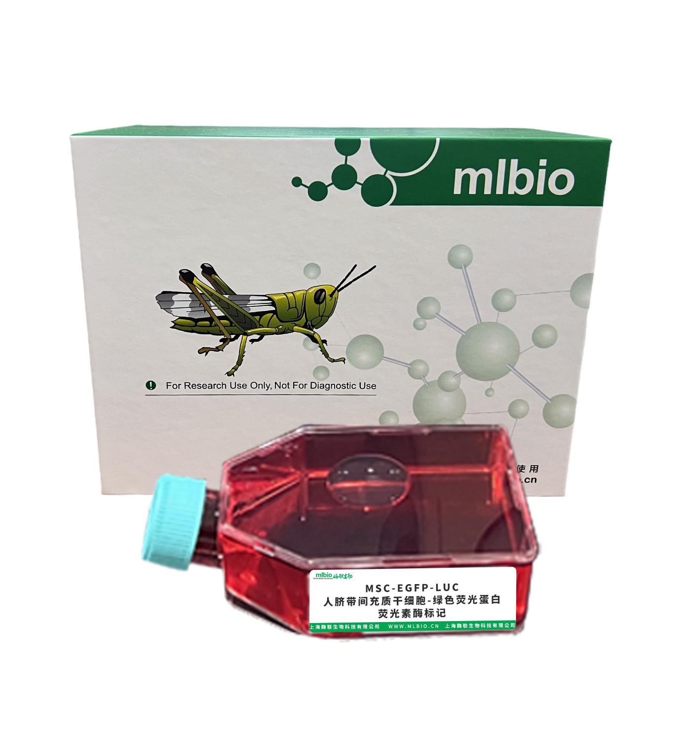 MSC-EGFP-LUC/人臍帶間充質干細胞-綠色熒光蛋白-熒光素酶標記主圖