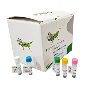 蠟狀芽孢桿菌探針法qPCR試劑盒(不含內(nèi)參)主圖